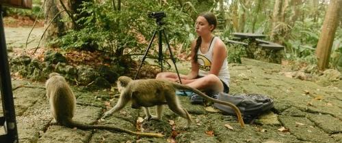 student studying behavior of green tree monkeys in Barbados